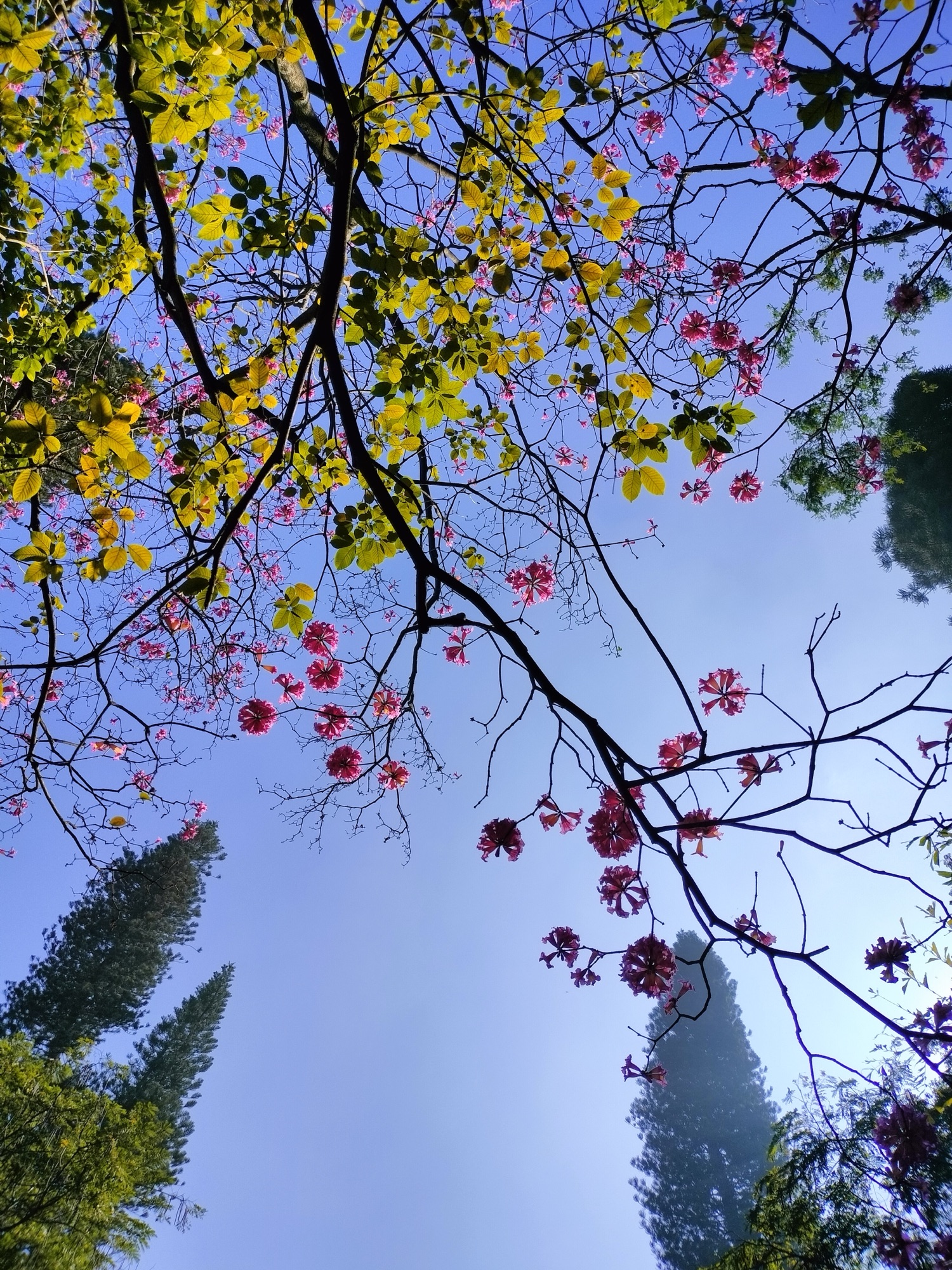 Serenity Beneath the Canopy