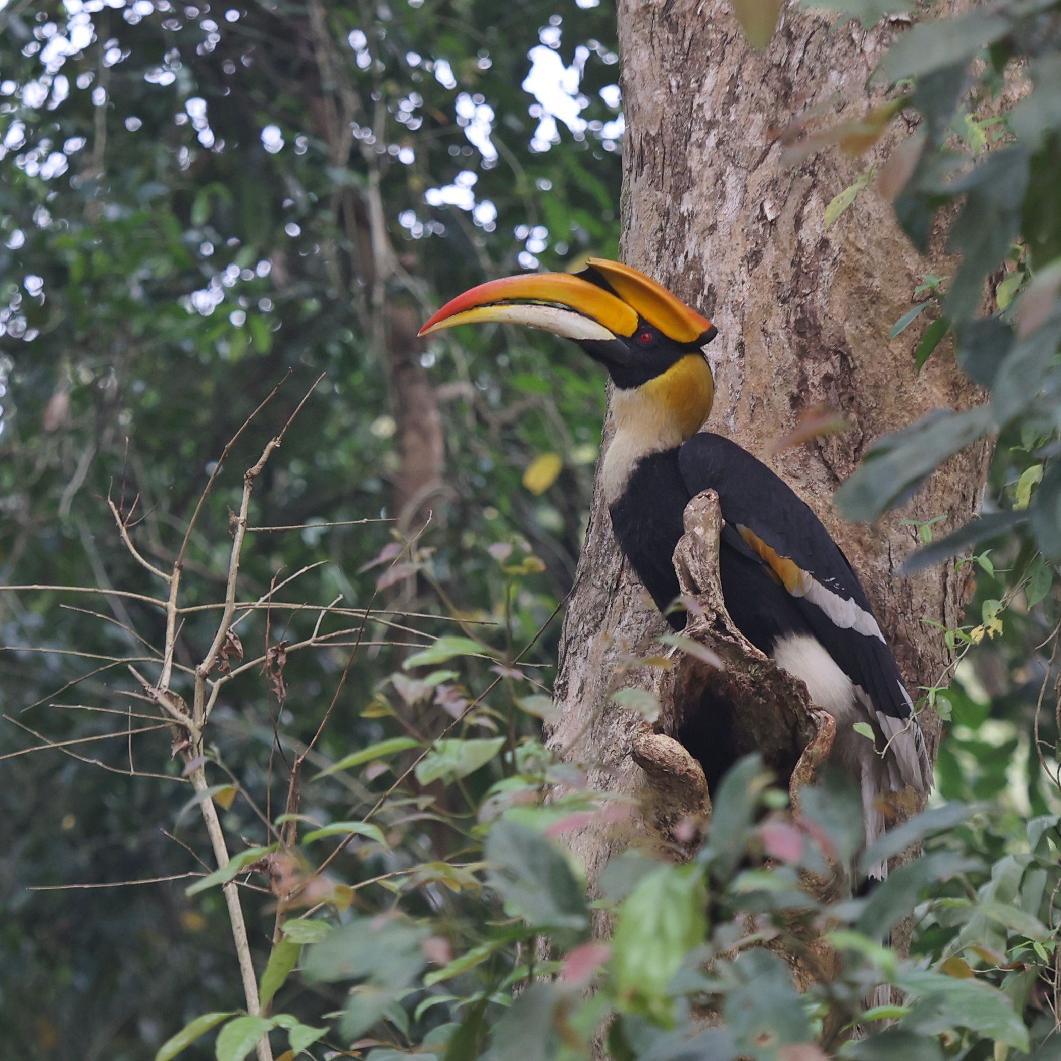 Great Hornbill