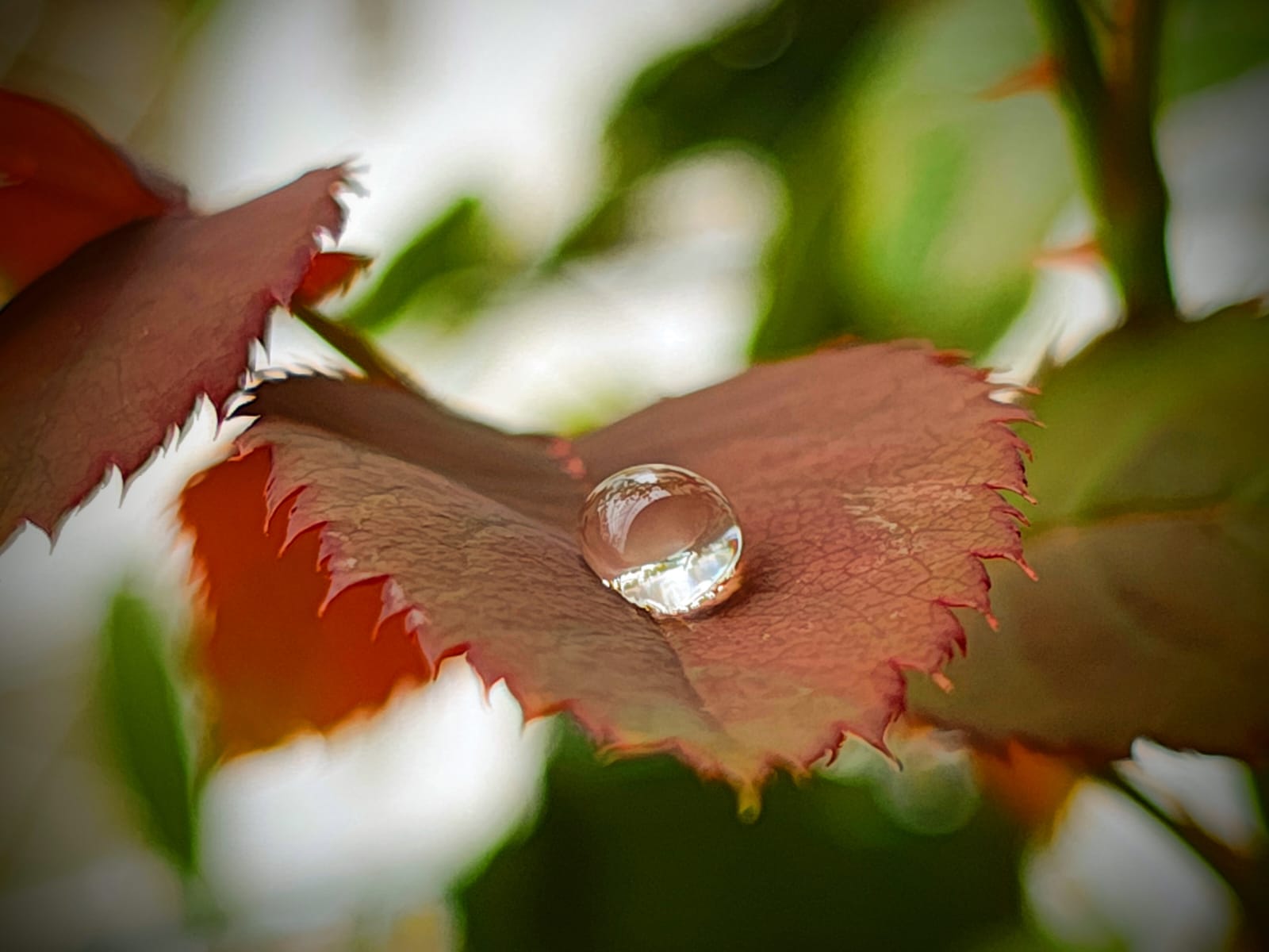 The Raindrop